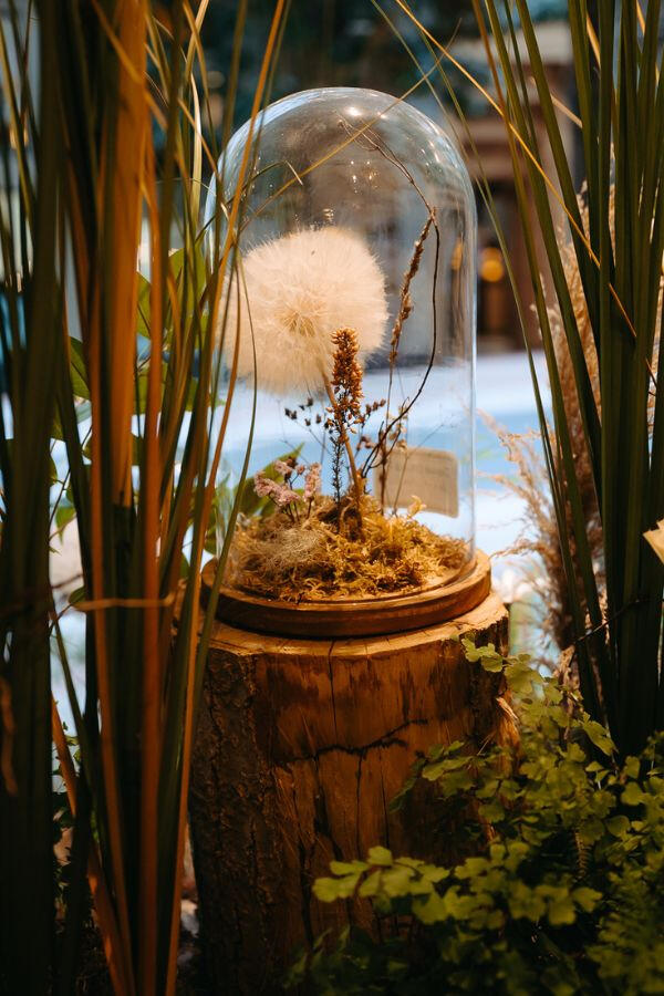 Cupula Cupula. Flor de Sauco. Floristería Ponferrada